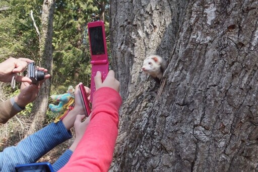 paparazzi
